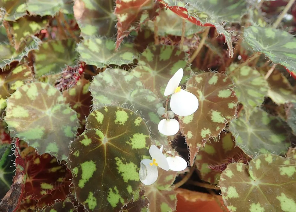 Gevlekt loof Begonia Tijger
