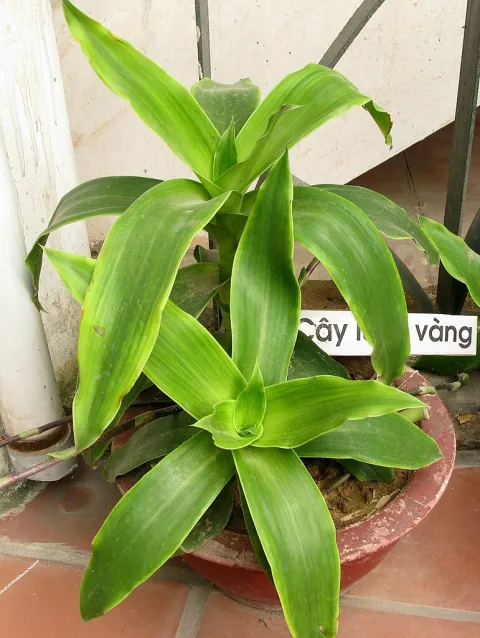 Callisie odorante in vaso