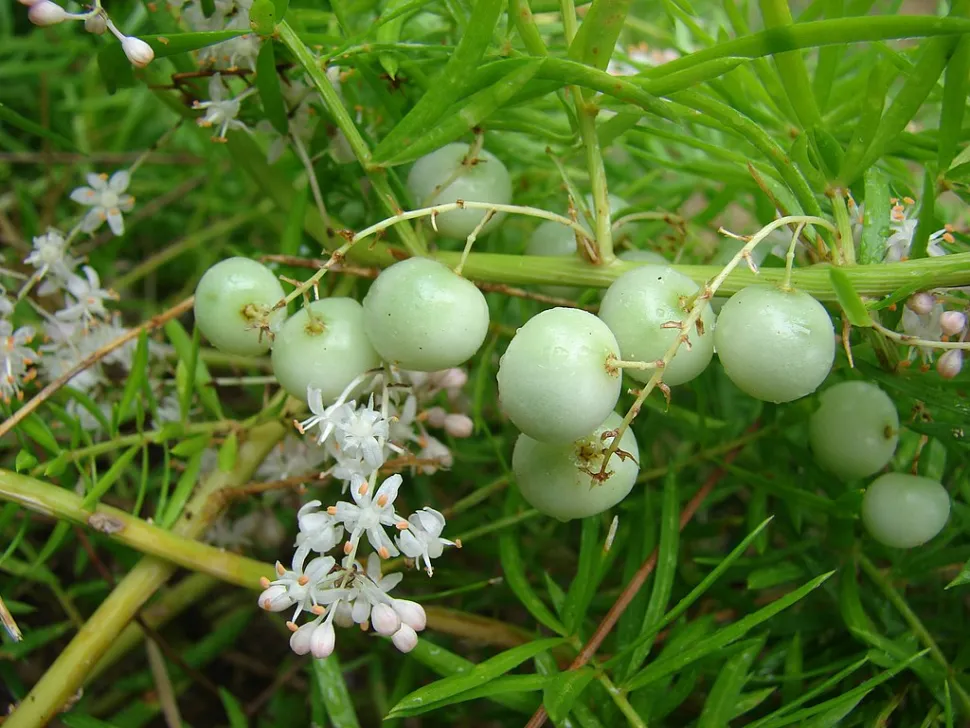Flores de Asparagus Myersii