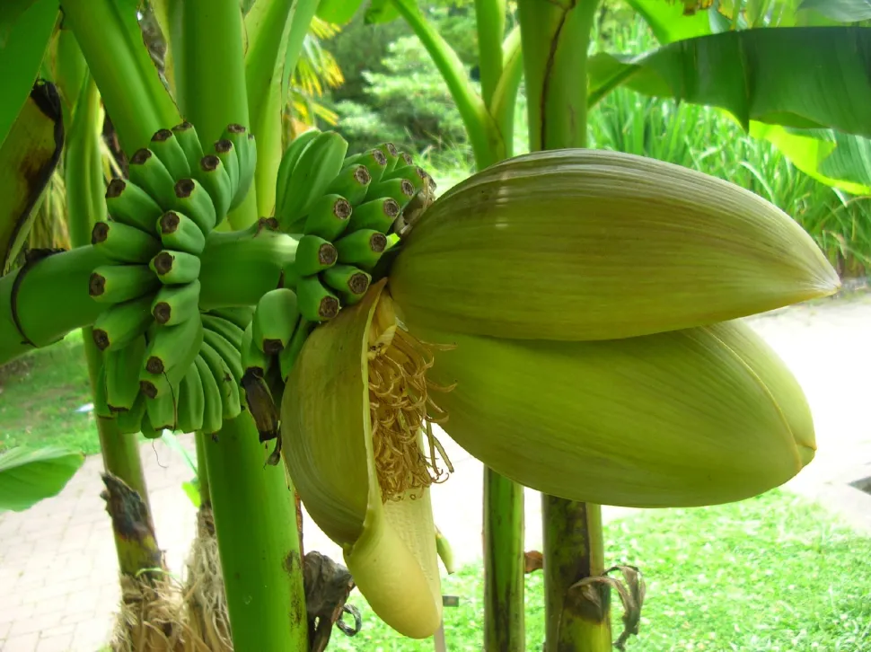 Musa Basjoo flor y fruto