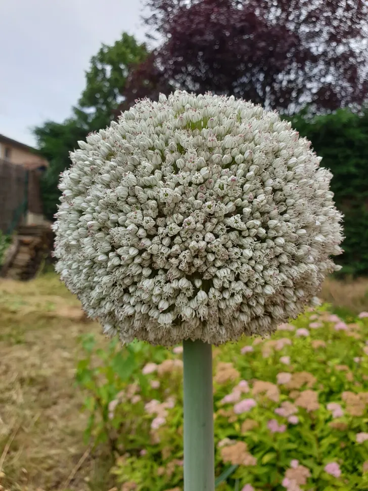 Flores em umbelas, verde e branco, alho-porro, verão