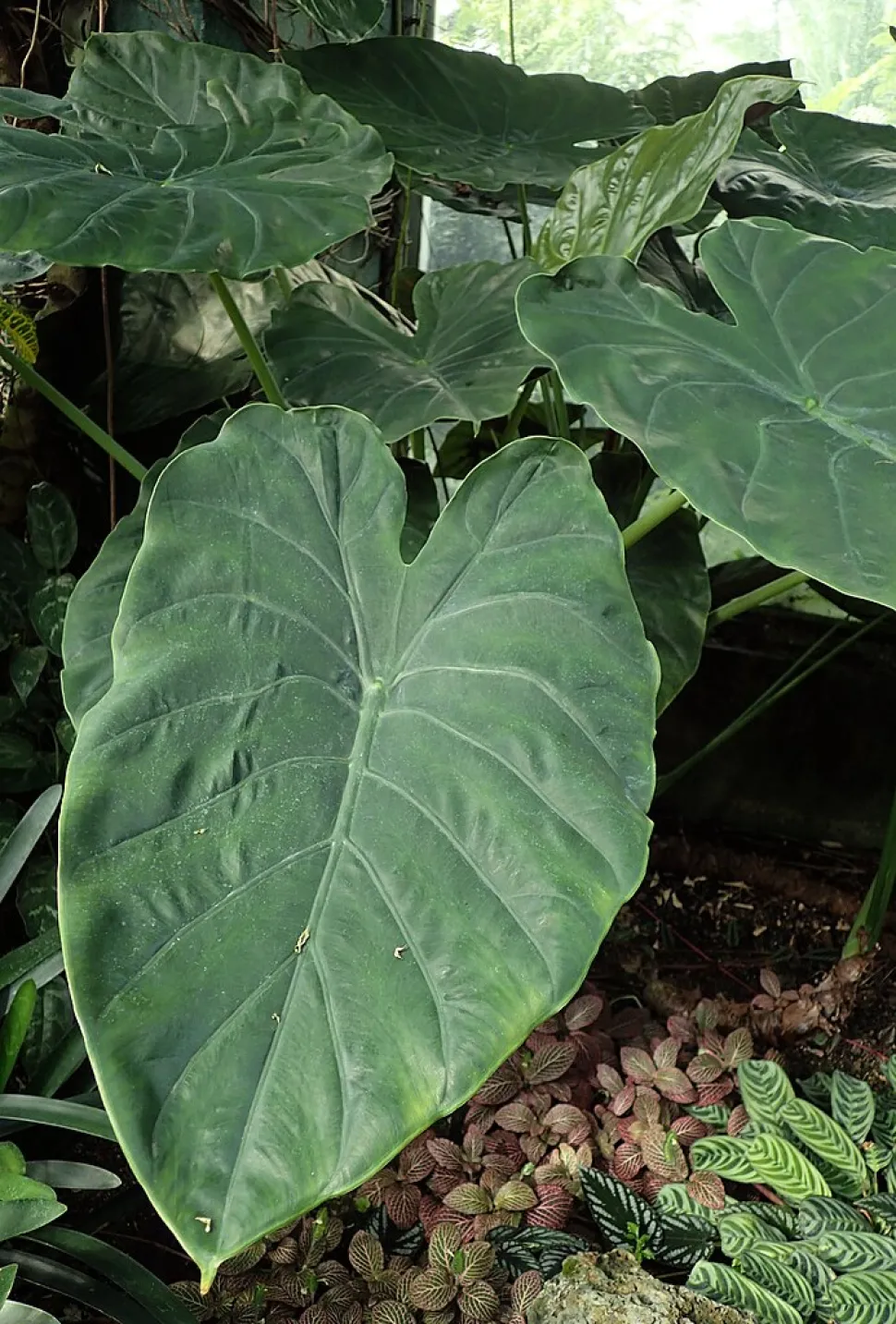 Hojas marchitas Alocasia wentii