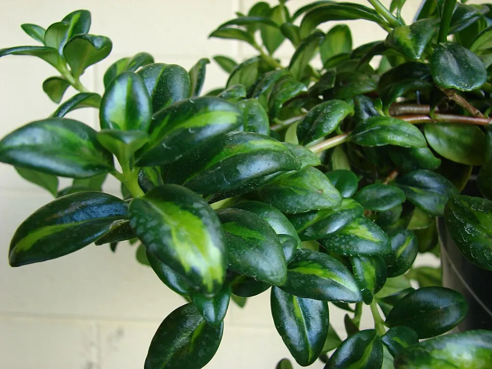 Nematanthus gregarius bladeren