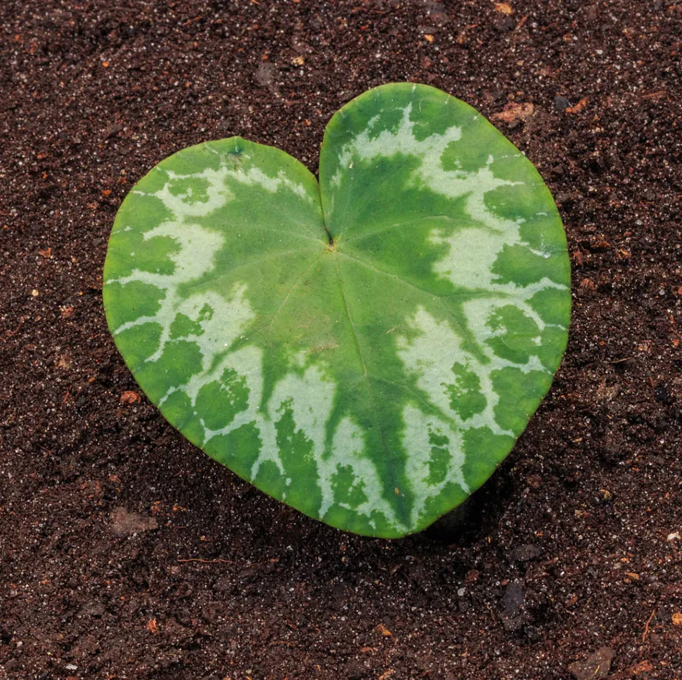 Hoja en forma de corazón Cyclamen purpurascens