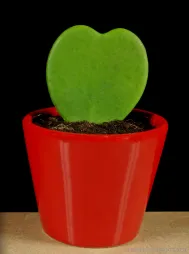 A planta do amor na sua forma mais vendida