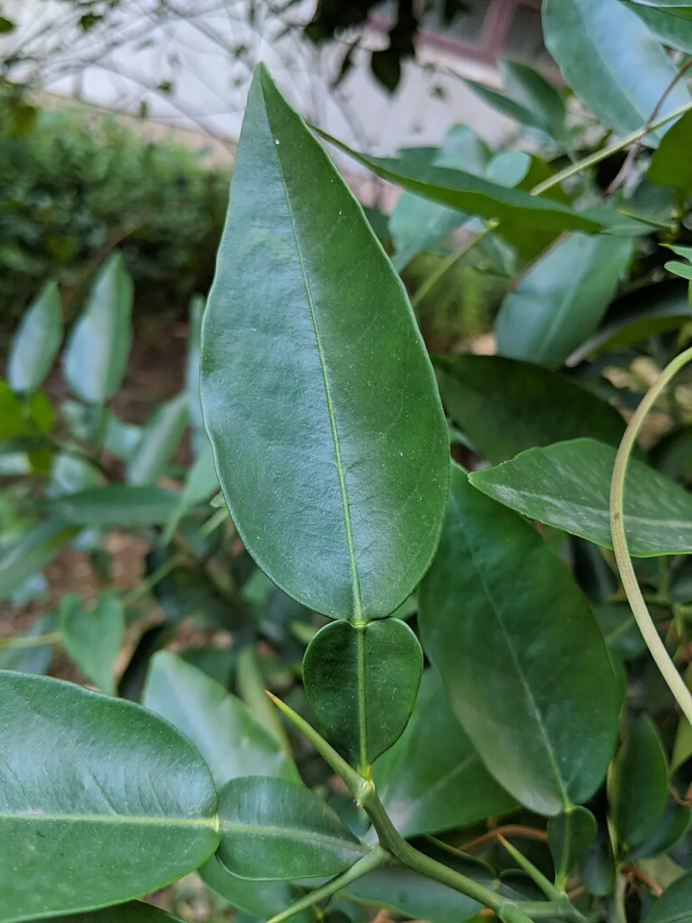 Foglia con picciolo alato Citrus junos