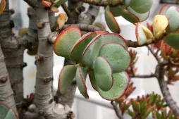 Crassula arborescens