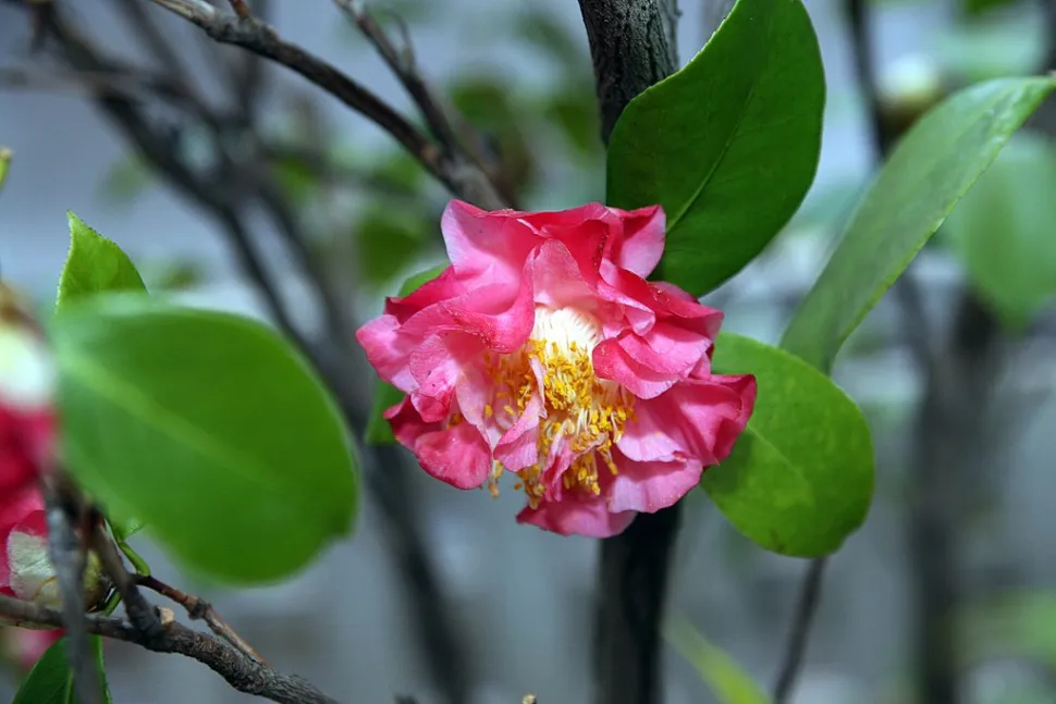 Bladeren en bloemen Camellia 'Nuccio's Jewel