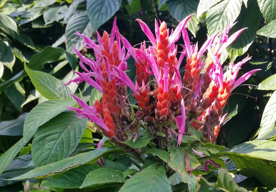 Flores de Aphelandra sinclairiana