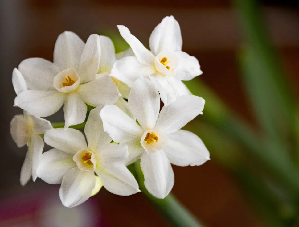 Fleurs blanches et jaunes Narcissus tazetta