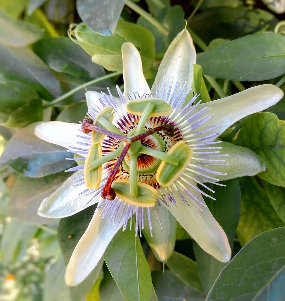 Witte bloem met paarse filamenten Passiflora edulis