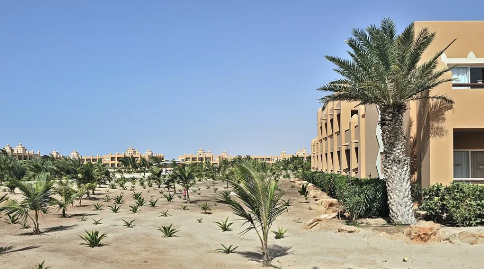 Een Canarische palmplantage
