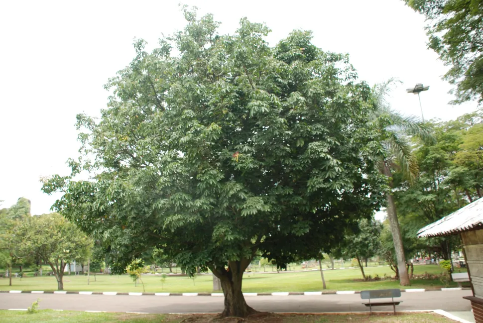 Pachira aquatica in der Natur