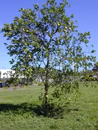 Grapefrugttræ i jorden