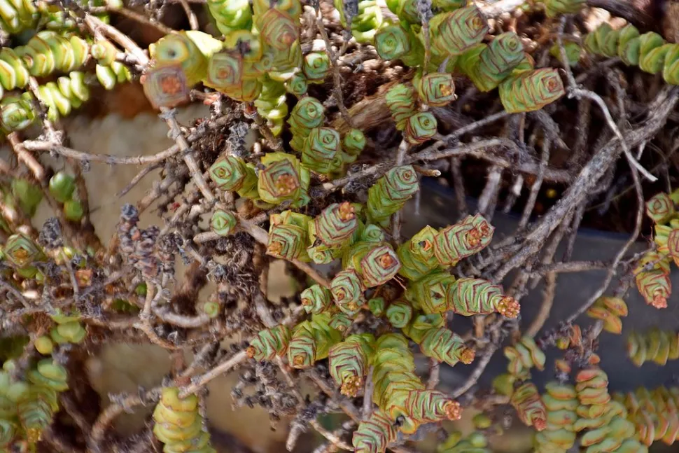Crassula marnieriana folhas vermelhas