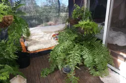 Farn Nephrolepis biserrata im Topf