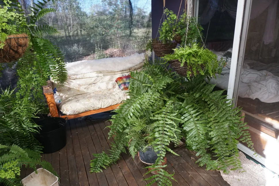 Varens Nephrolepis biserrata in pot