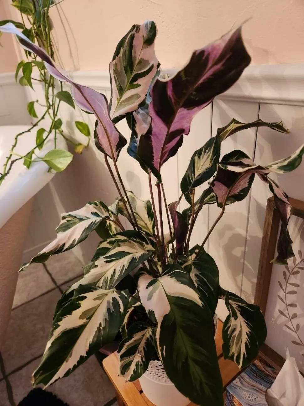 Calathea Stella wit en groen