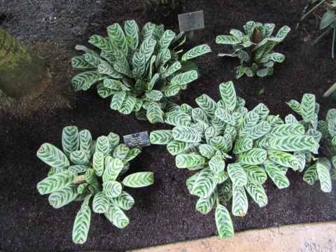 Patterned green foliage plant Ctenanthe burle-marxii