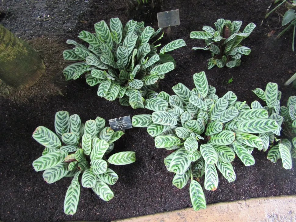 Plant groen gebladerte patroon Ctenanthe burle-marxii