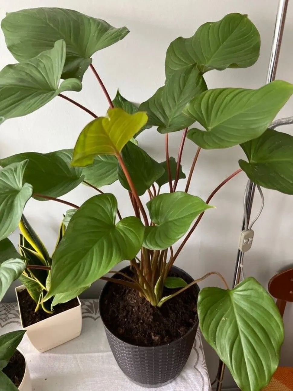Homalomena Maggy en pot
