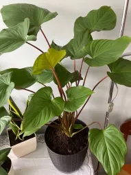 Homalomena Maggy in vaso