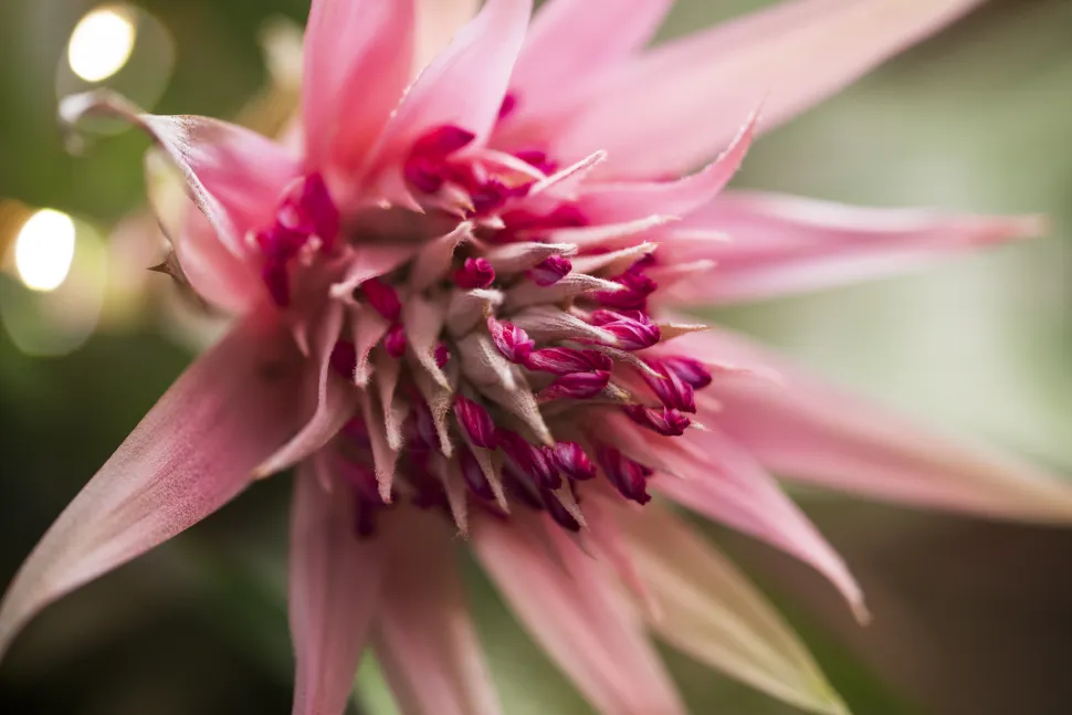 Fiore di Aechmea Primera