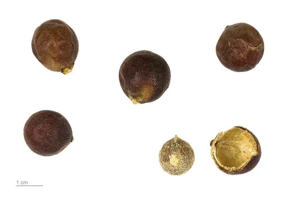 Frutti di Dypsis decaryi