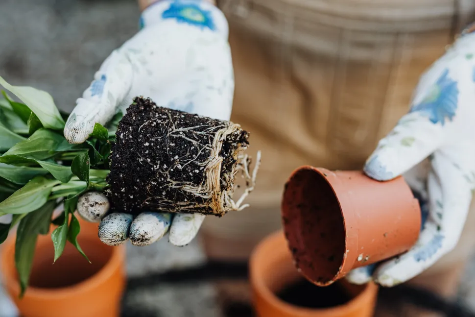 Plant klaar om verpot te worden