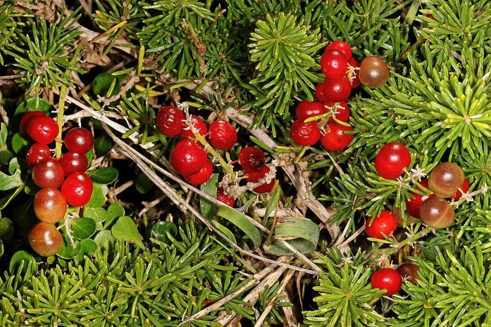Bacche di Asparagus aethiopicus