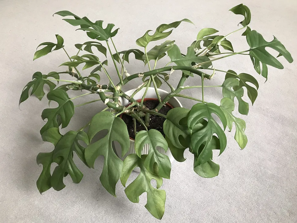 Mini Monstera in pot