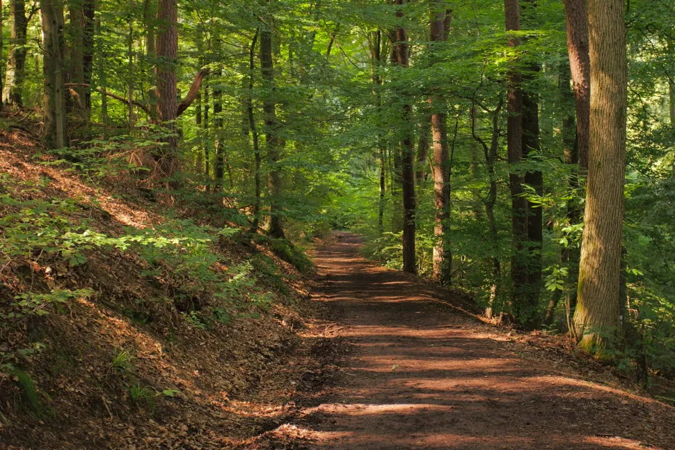 Suelo de humus en un camino forestal (Bosque Neckarsteinach)