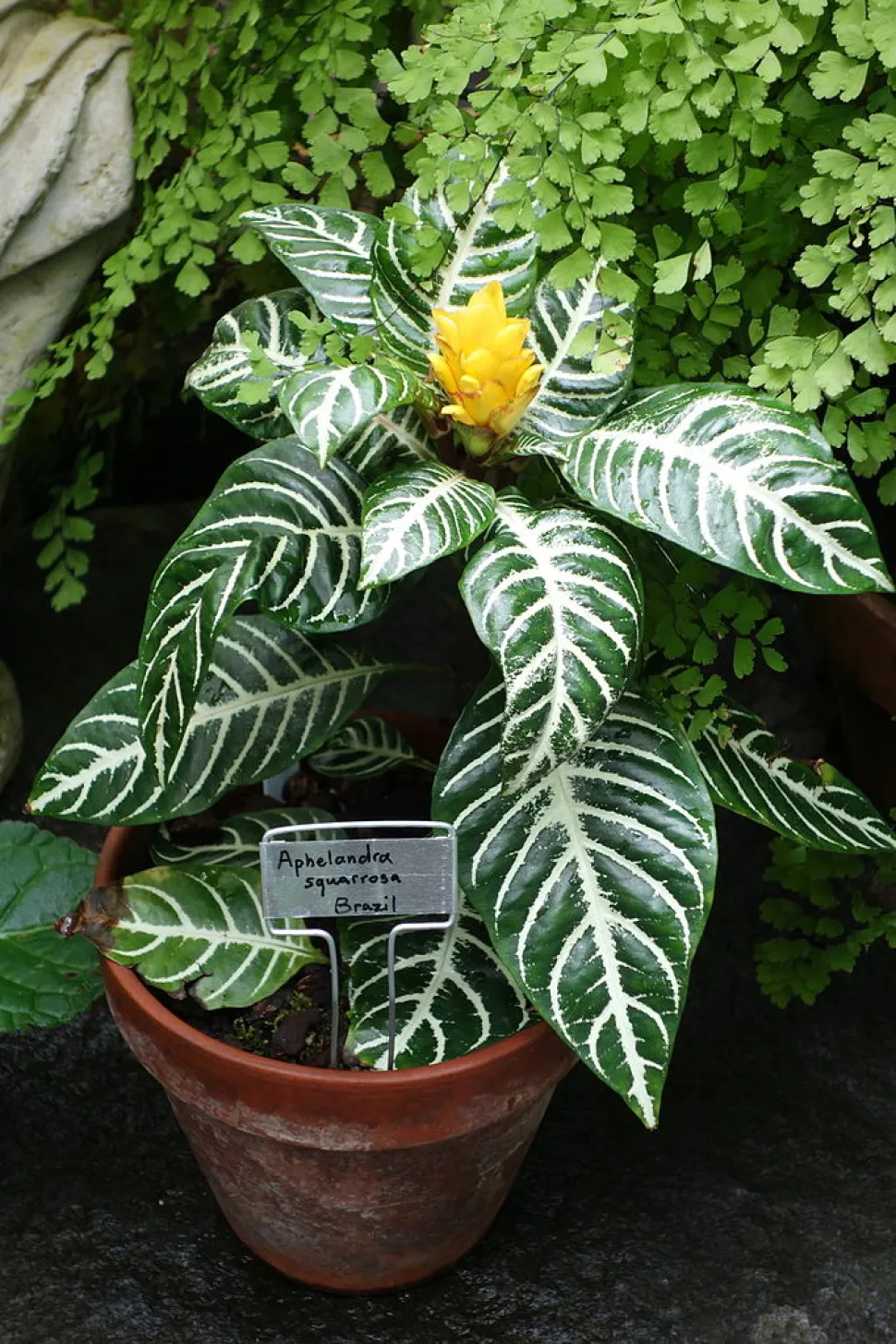 Planta Dania zebra en maceta