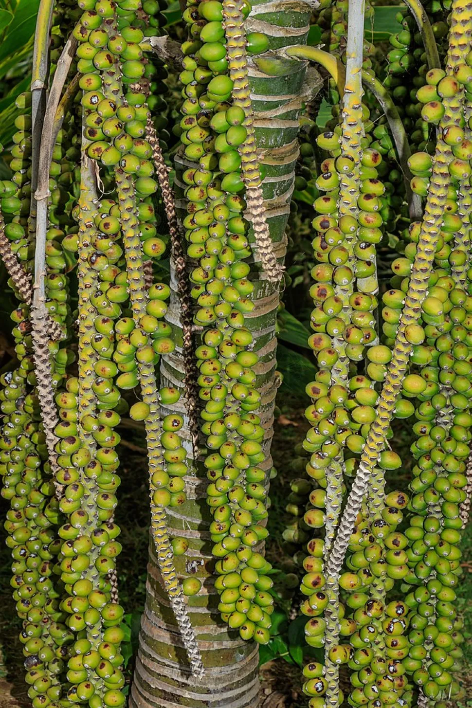 Fruta de kentia encaracolada