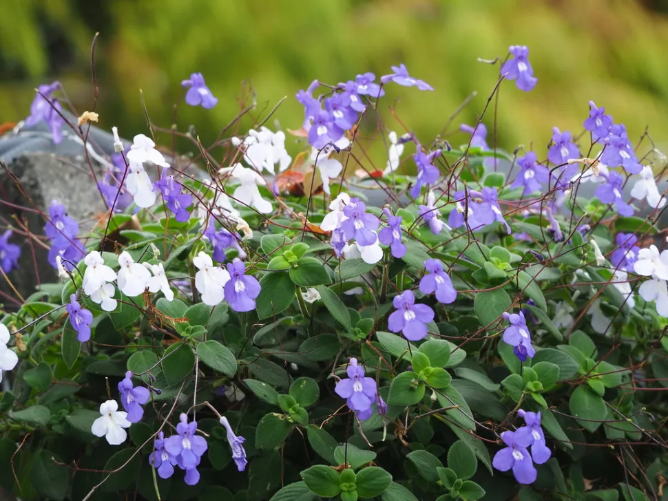 Streptocarpus saxorum Weiße und blaue Blüten