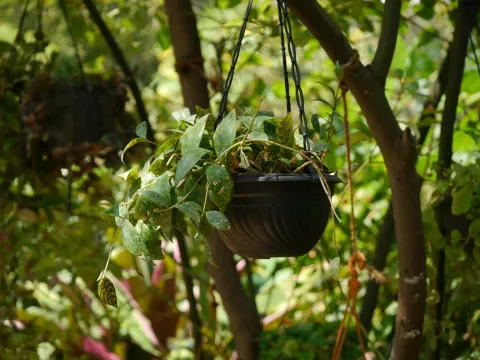 Aeschynanthus longicaulis in Suspension