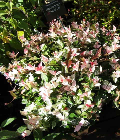 Trachelospermum asiaticum tricolor im Topf