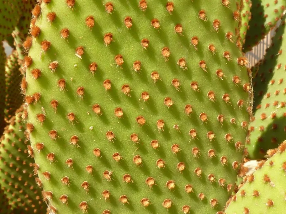 Opuntia microdasys glochider