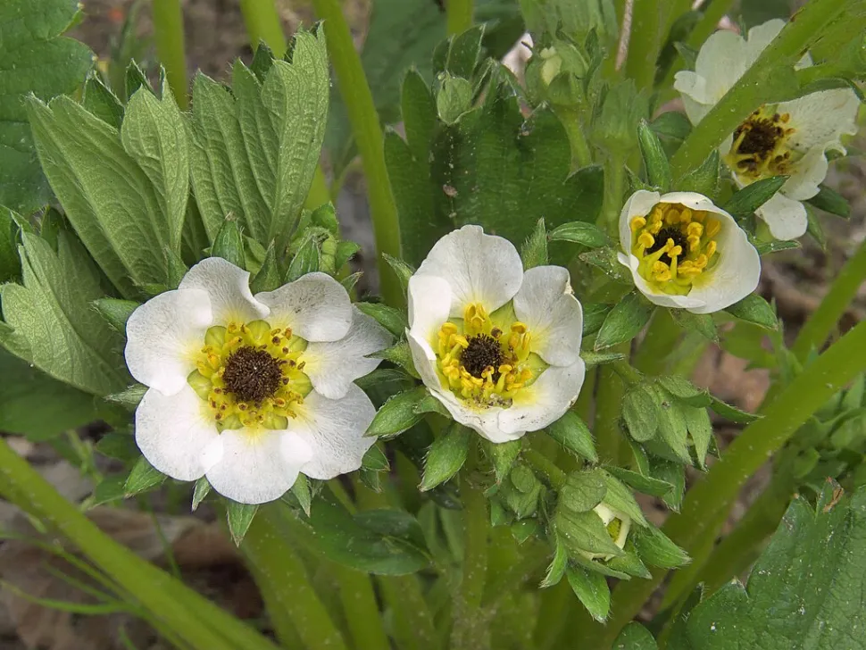 Flores brancas de uma planta de morangueiro não remontante