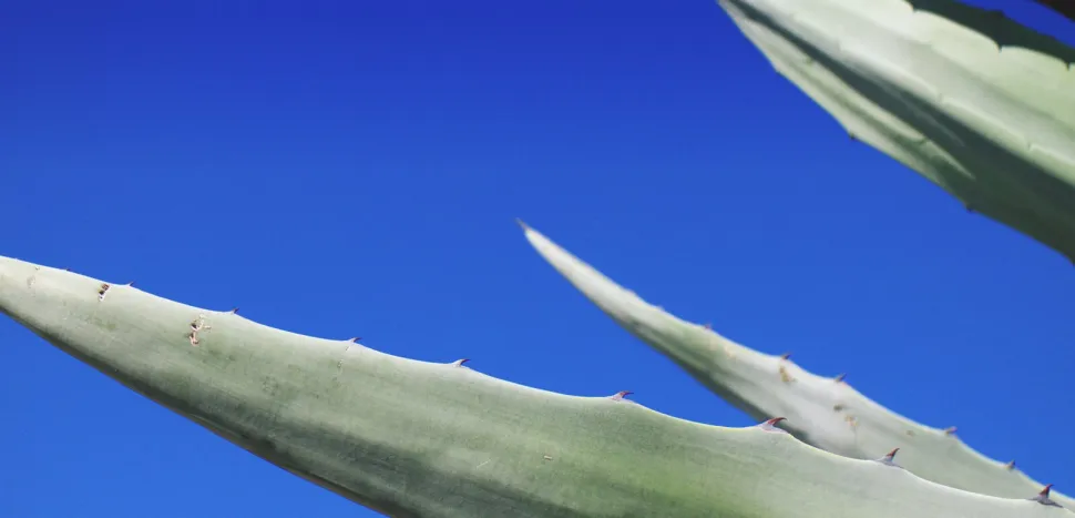 Folhas e espinhos Agave americana