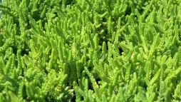 Crassula muscosa plante verte succulente