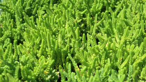 Crassula muscosa succulent green plant