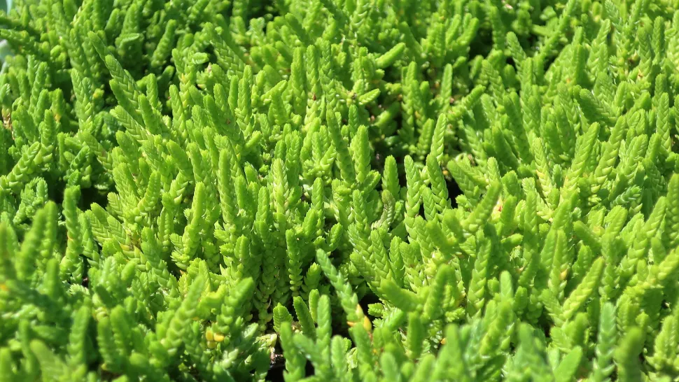 Crassula muscosa Sukkulente Grünpflanze