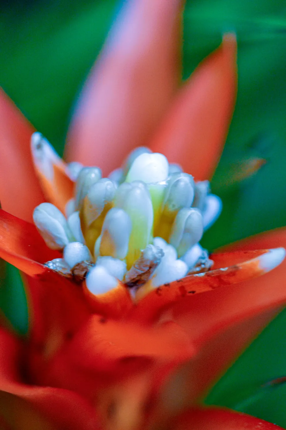 Blomster af Guzmania lingulata