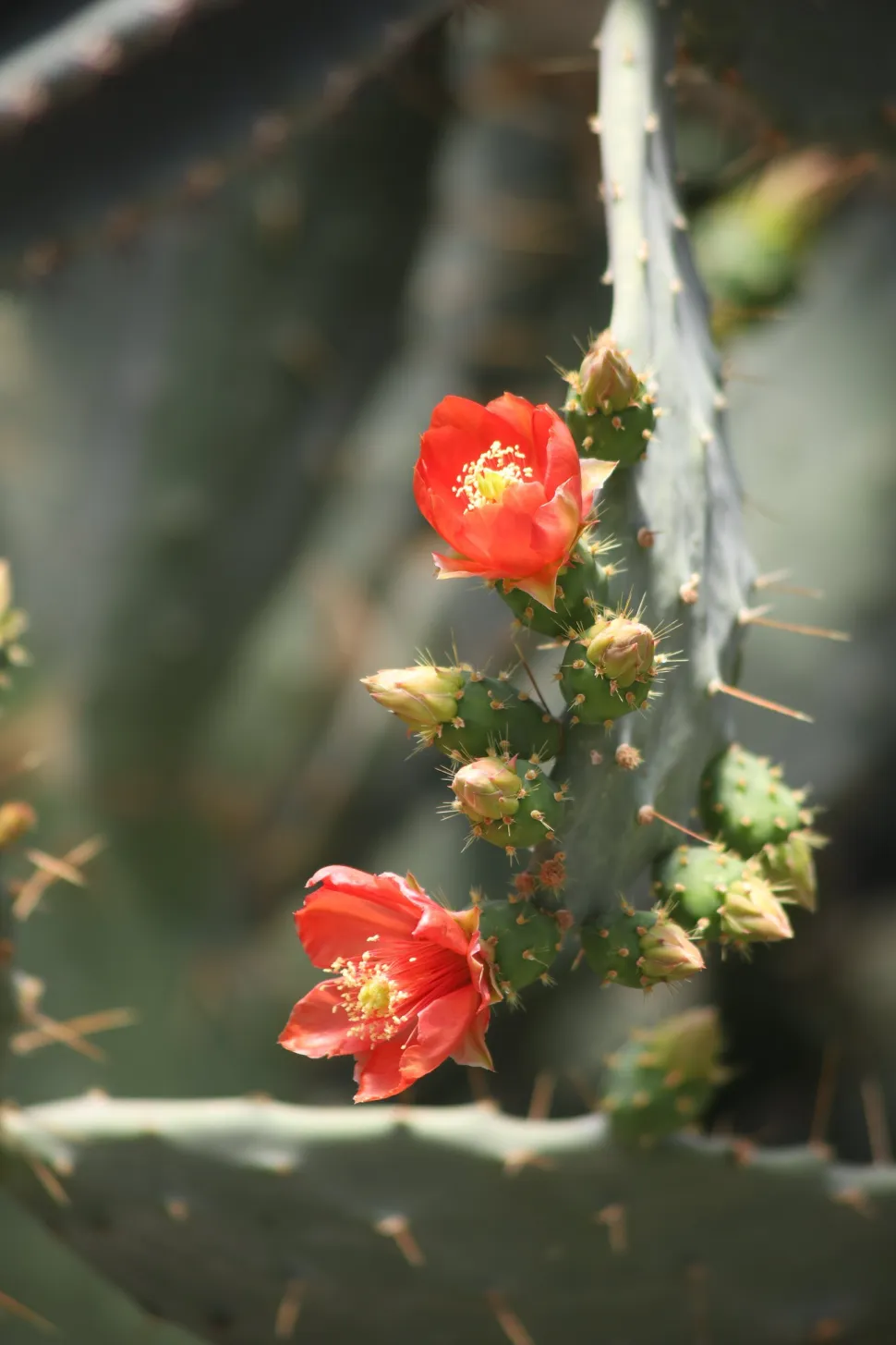 Flores de Opuntia tomentosa