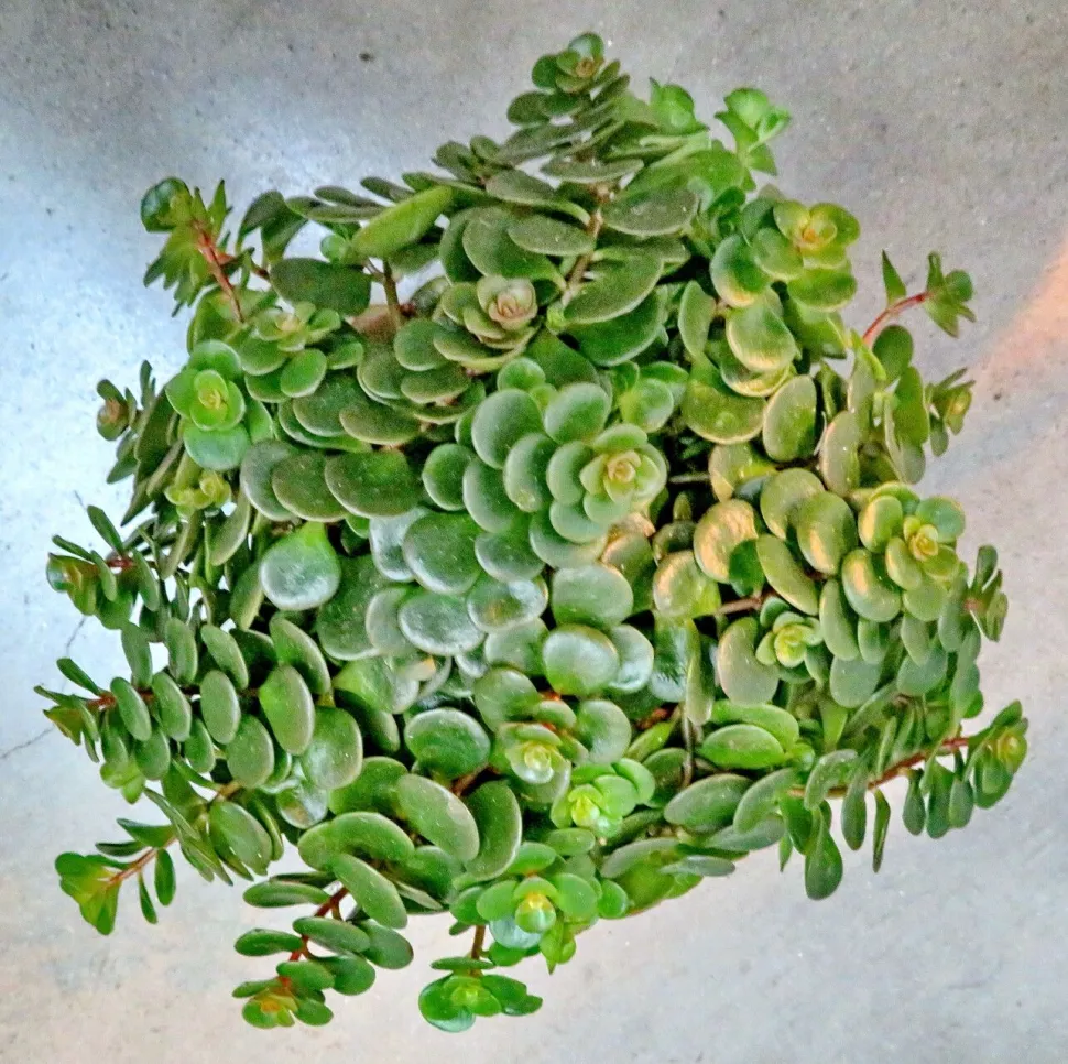 Sedum makinoi Tundra Tornado