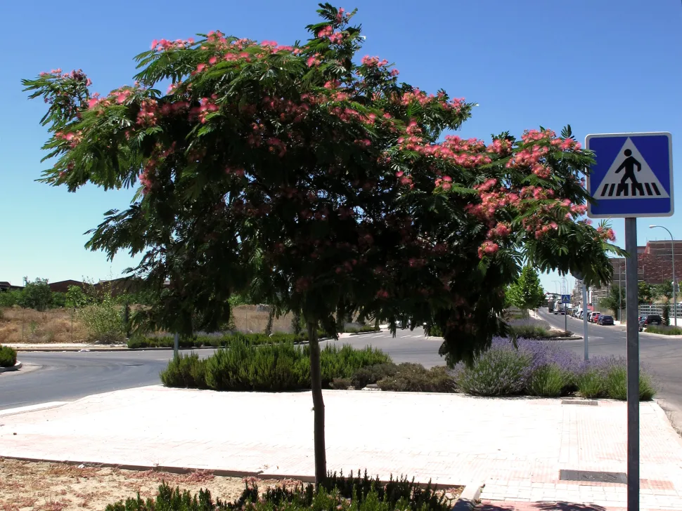 Zijdeboom Albizia julibrissin