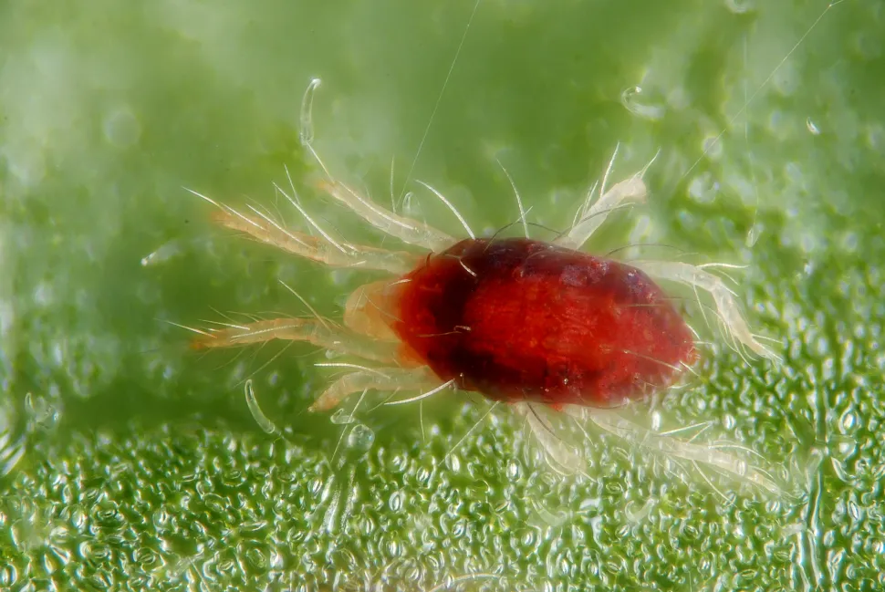 Female red spider
