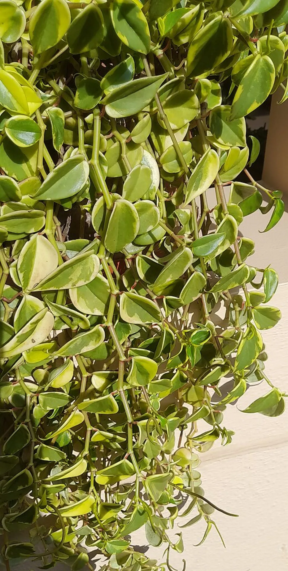 Peperomia scandens in Suspension