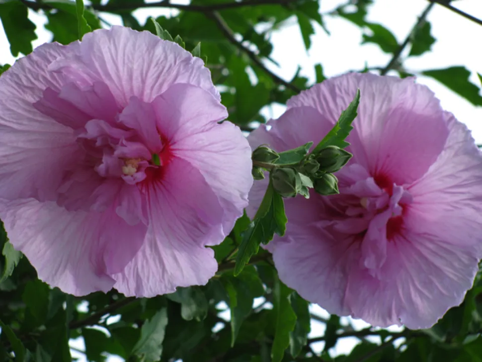 Hibiscus Lavendel Chiffon dubbele bloemen